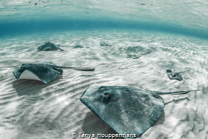 'We Are Family' - 7 southern stingrays glide over the sea... by Tanya Houppermans 